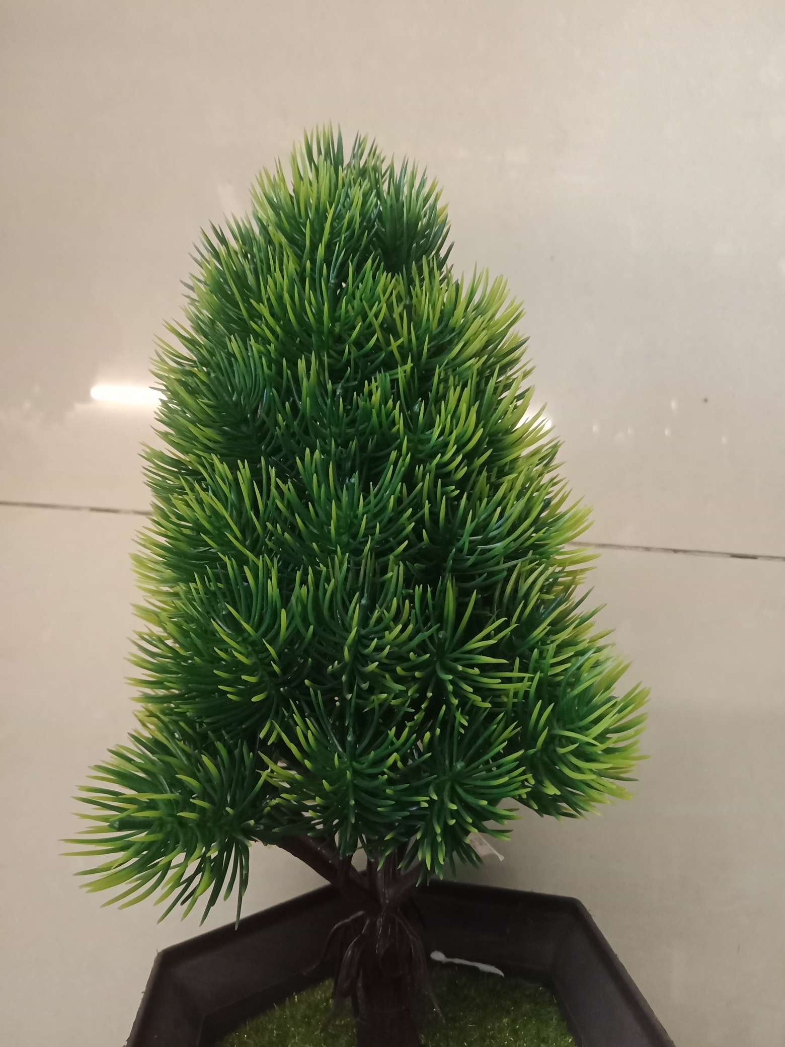 Pine tree Specification image