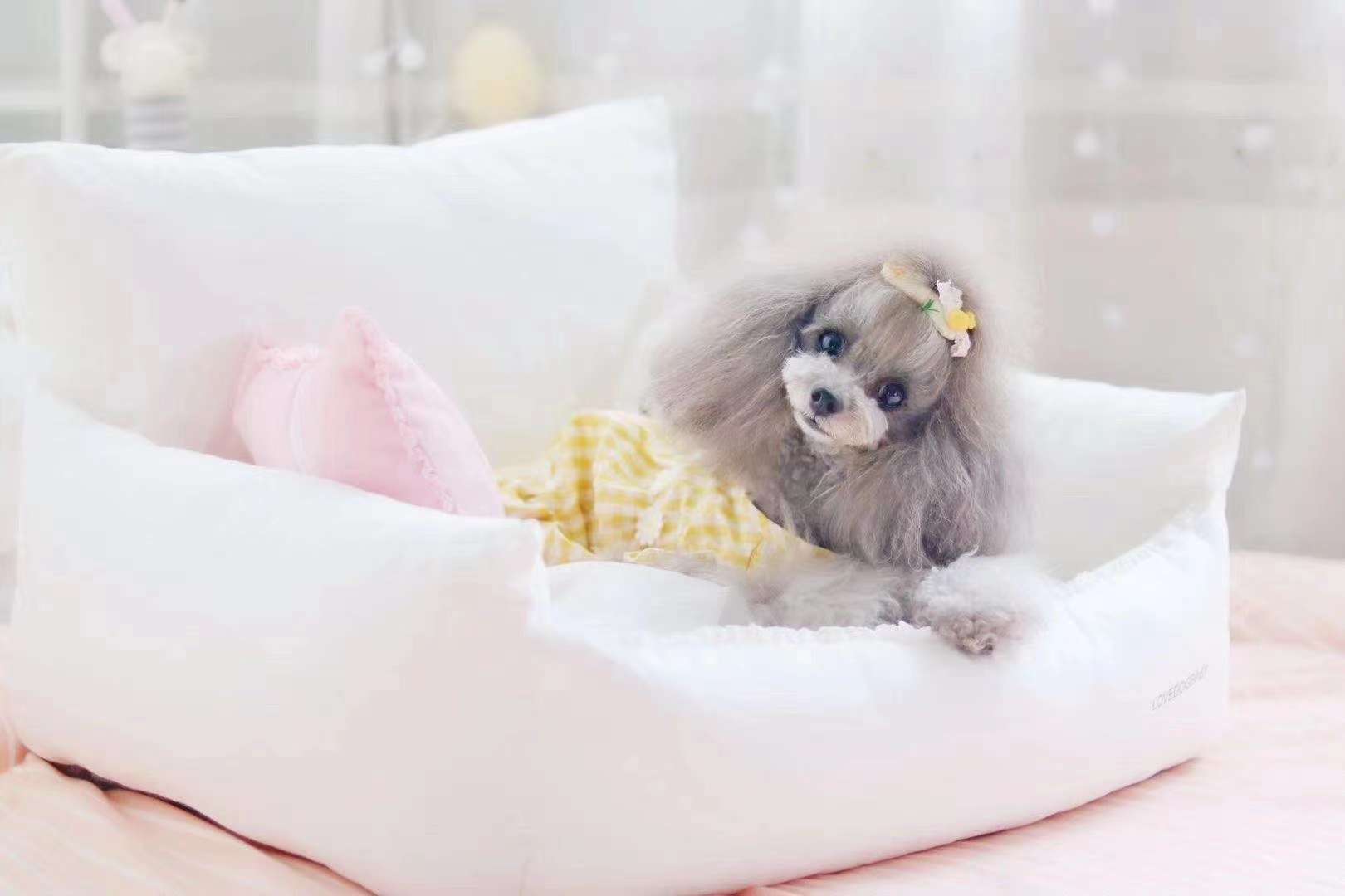 Beautiful little fairy buyer show! Put on our clothes and be beautiful in our headdress! thumbnail