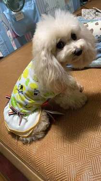 Cool summer! Pet babies get dressed in summer clothes! Beautiful beautiful!