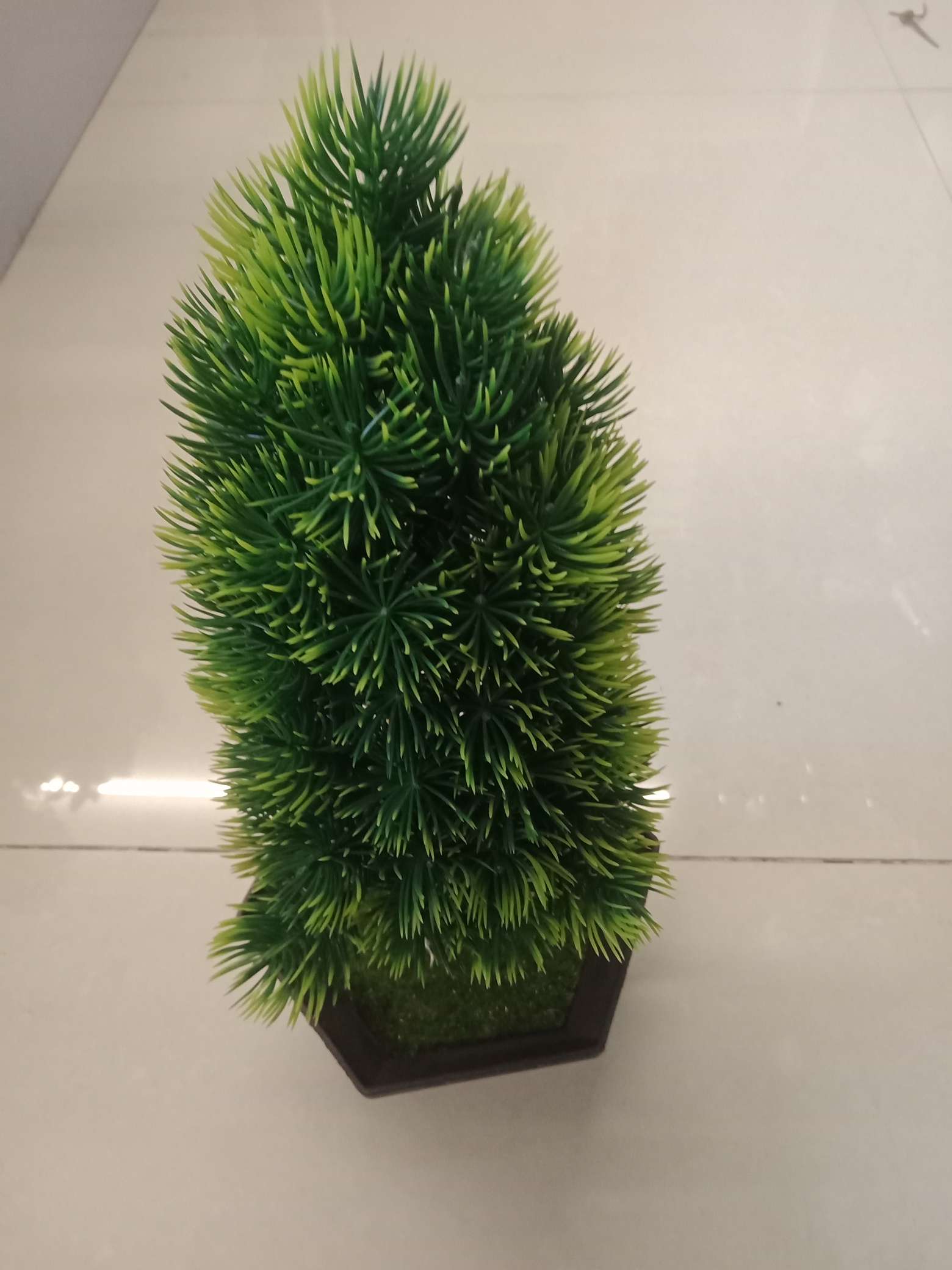 Pine tree details Picture