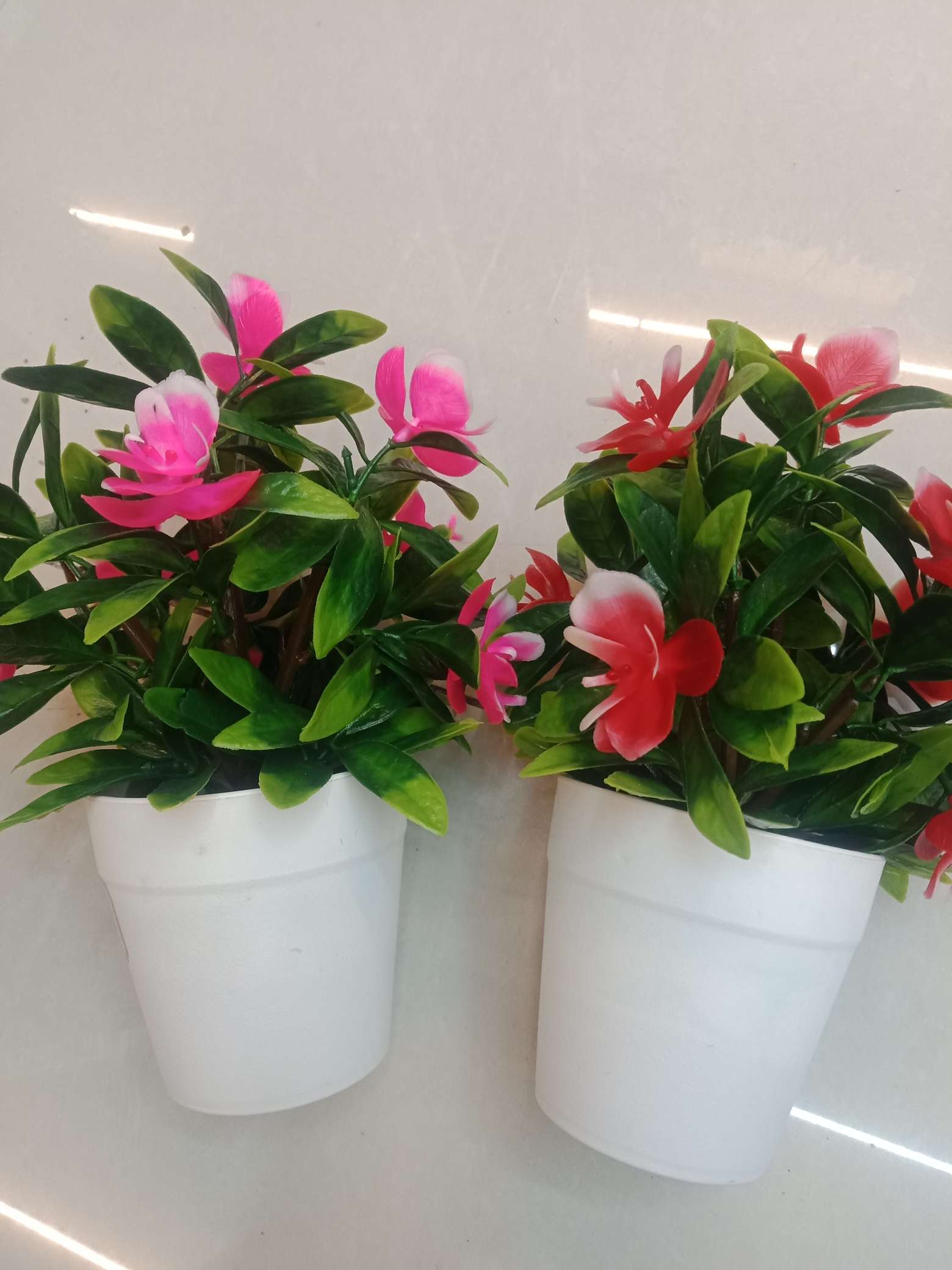 蝴蝶兰产品图
