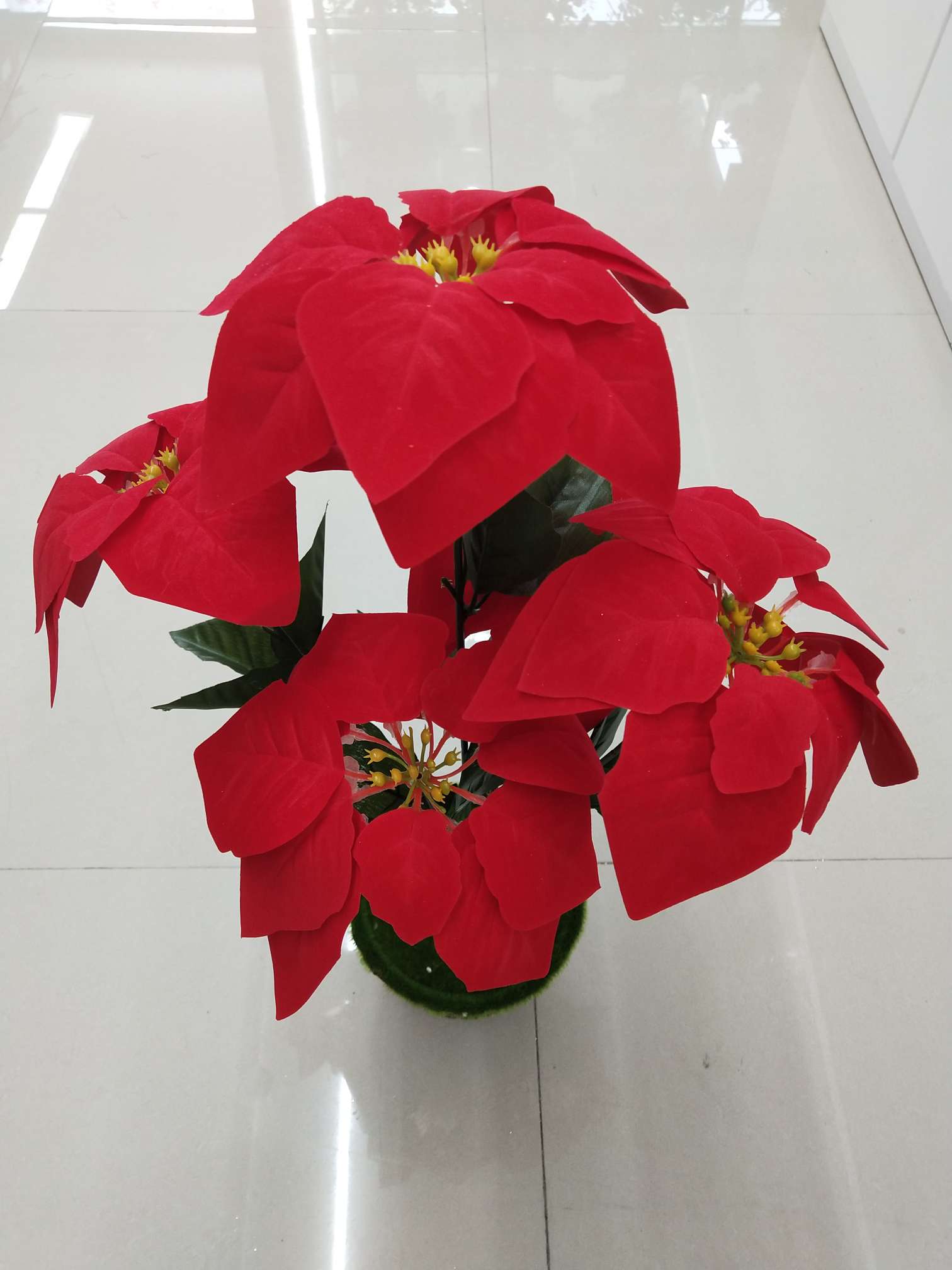 Five poinsettias Christmas flowers