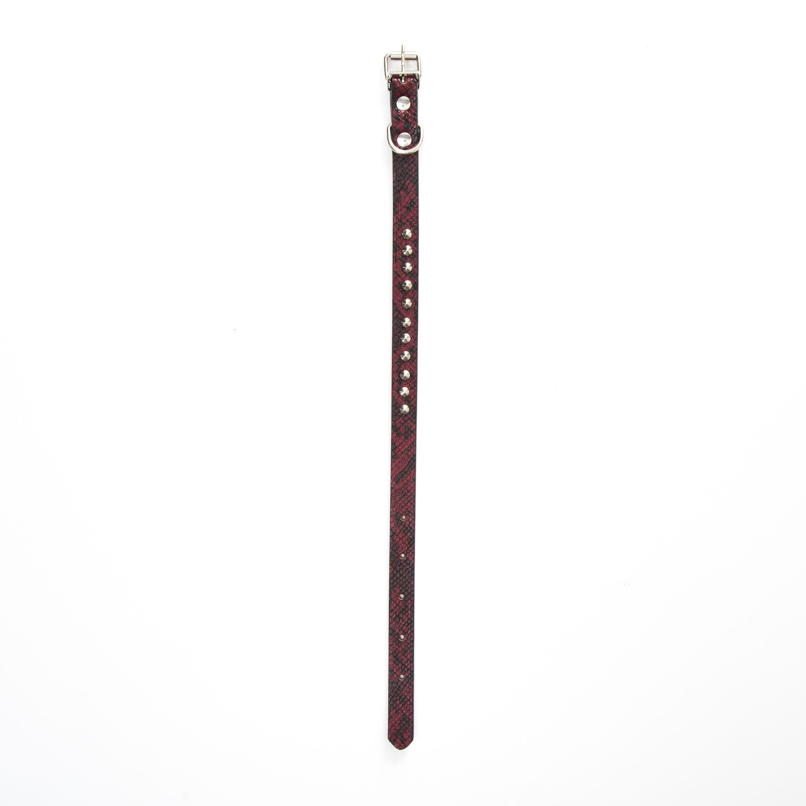 宠物项圈实物图