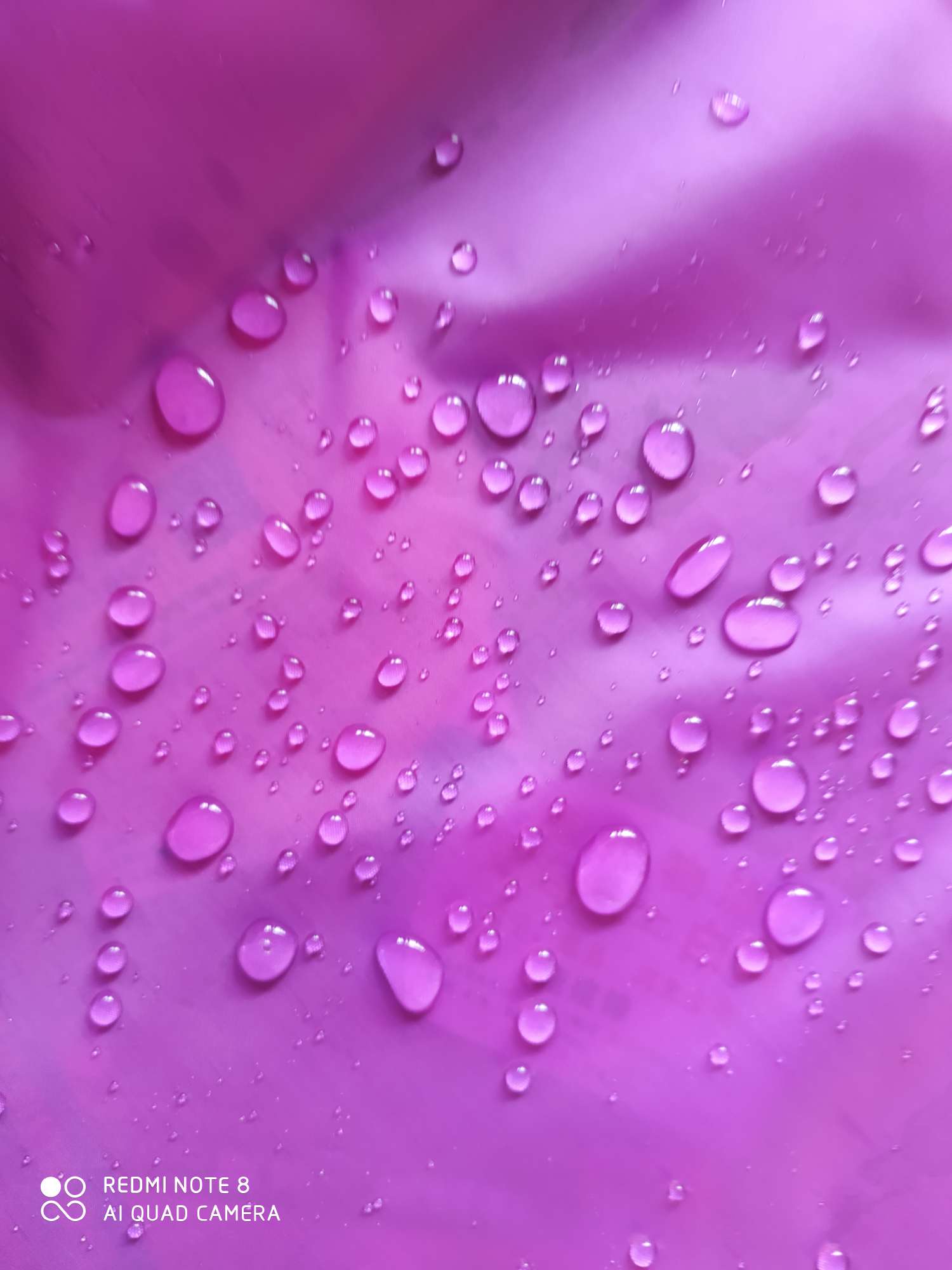 210T polyester taffeta purple, waterproof