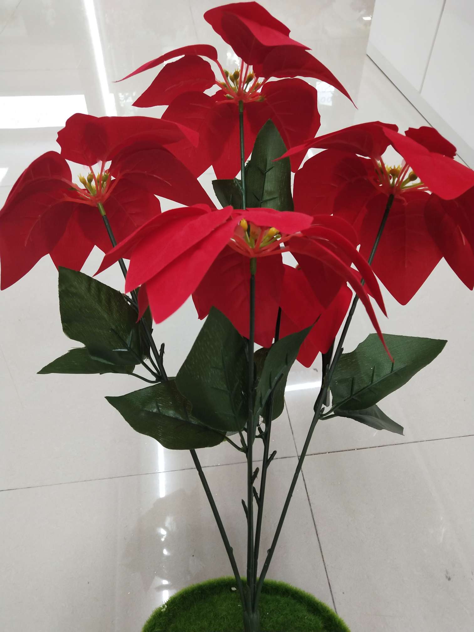 Five poinsettias Christmas flowers details Picture