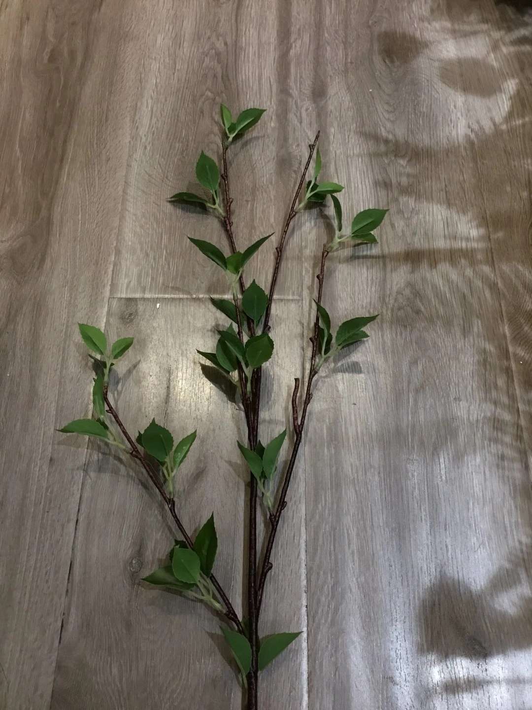 春枝芽白底实物图