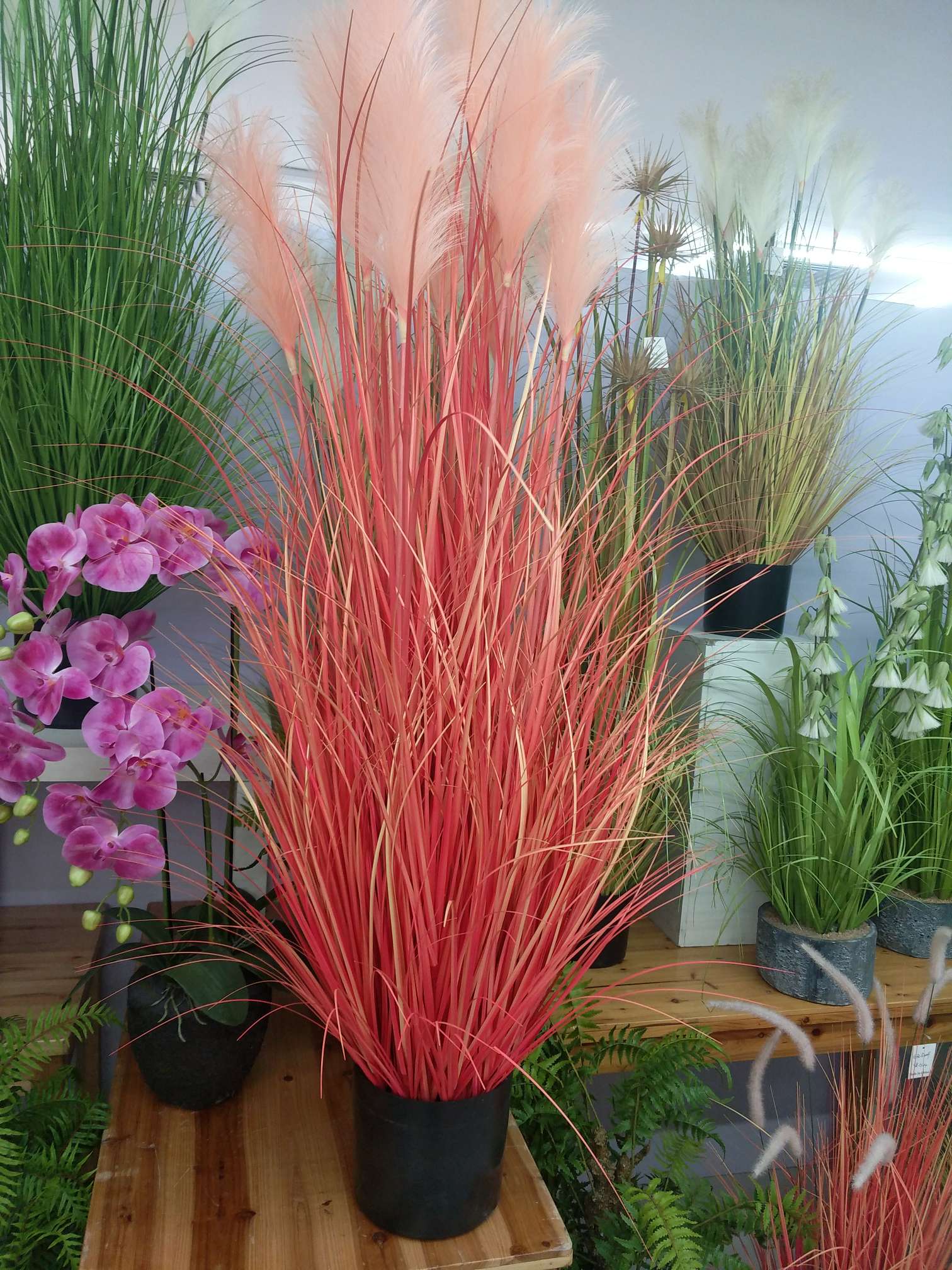 芦苇盆栽
