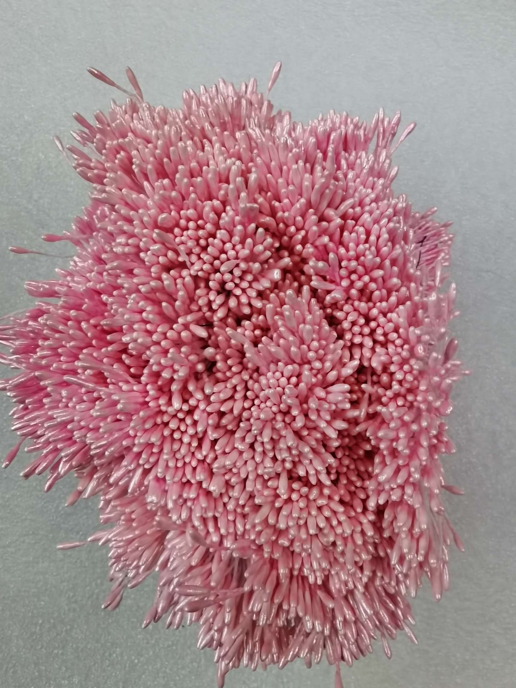 Little pearl thumbnail