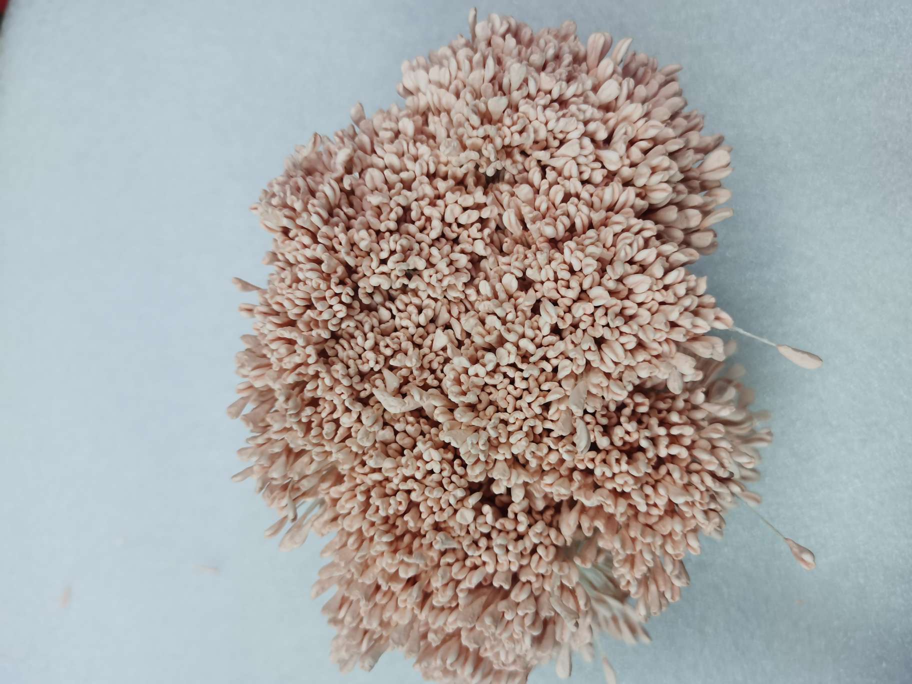 The roses are core thumbnail