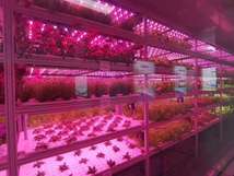 LED植物生长灯组培灯T5一体led灯