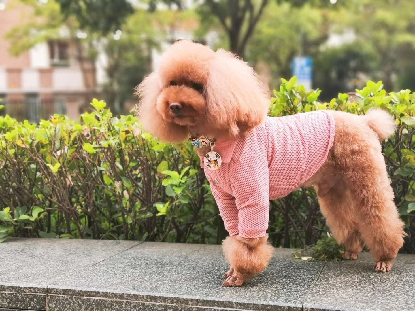 宠物项圈/狗狗项圈/宠物新款项圈细节图