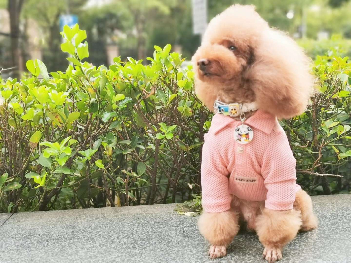 狗狗服装实物图