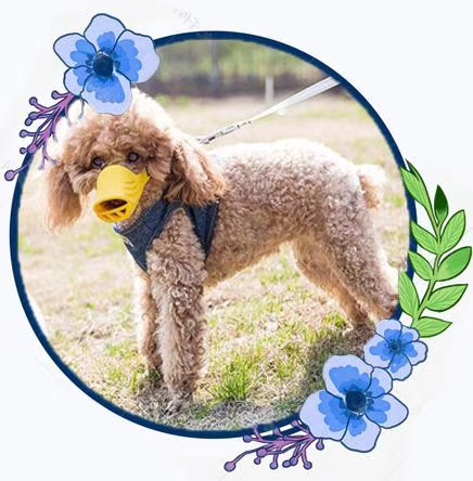 Dog muzzle, go out, child safety depends on it, food grade silicone protection! Specification drawing