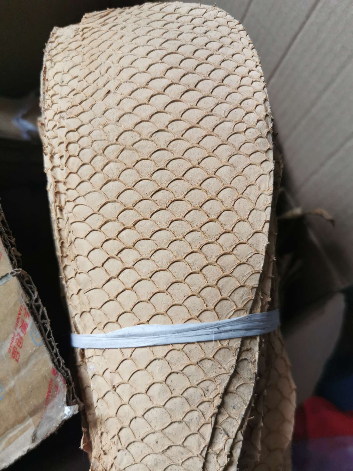 真鱼皮彩色鲤鱼详情图6