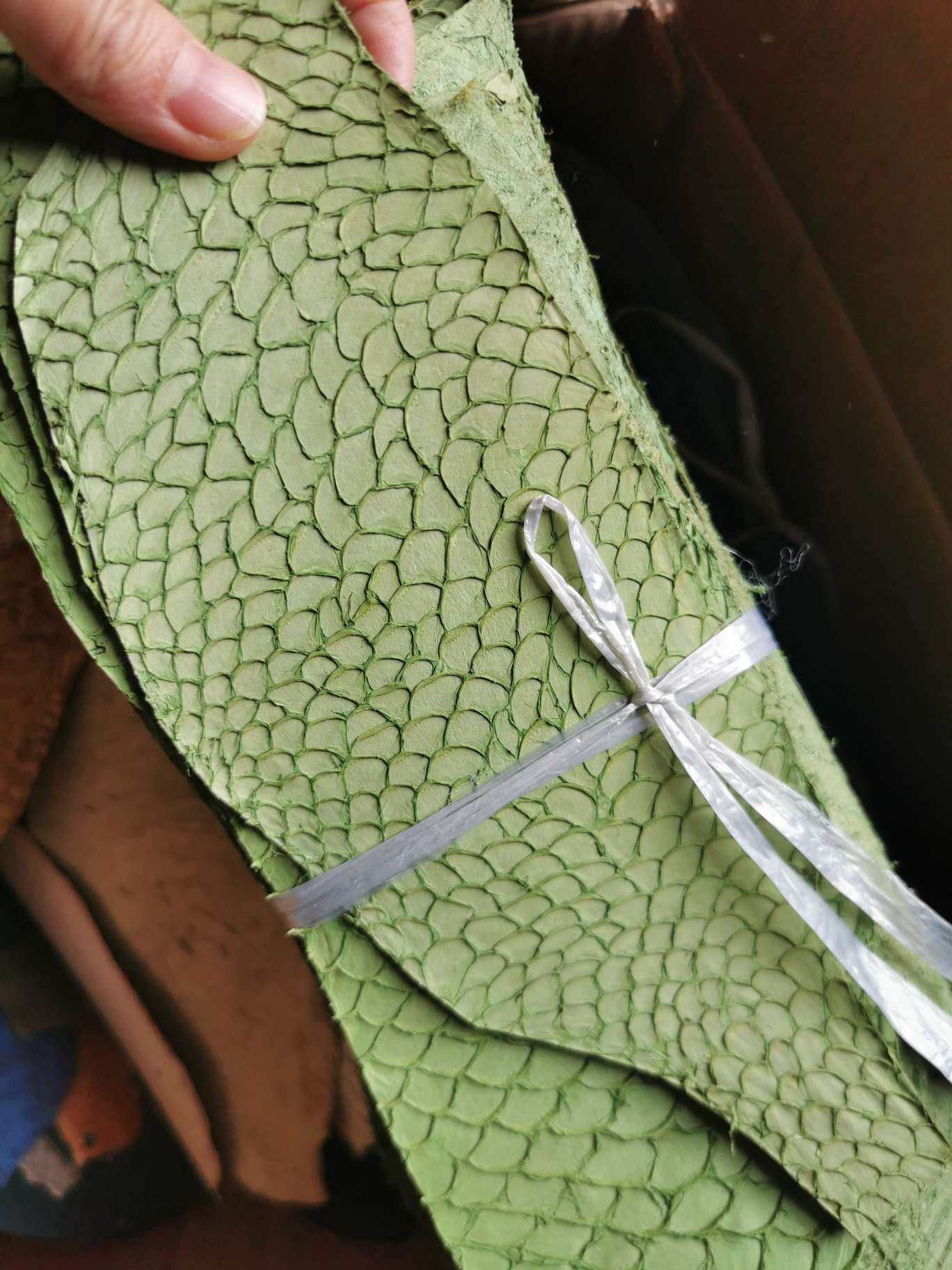 真鱼皮彩色鲤鱼详情图8