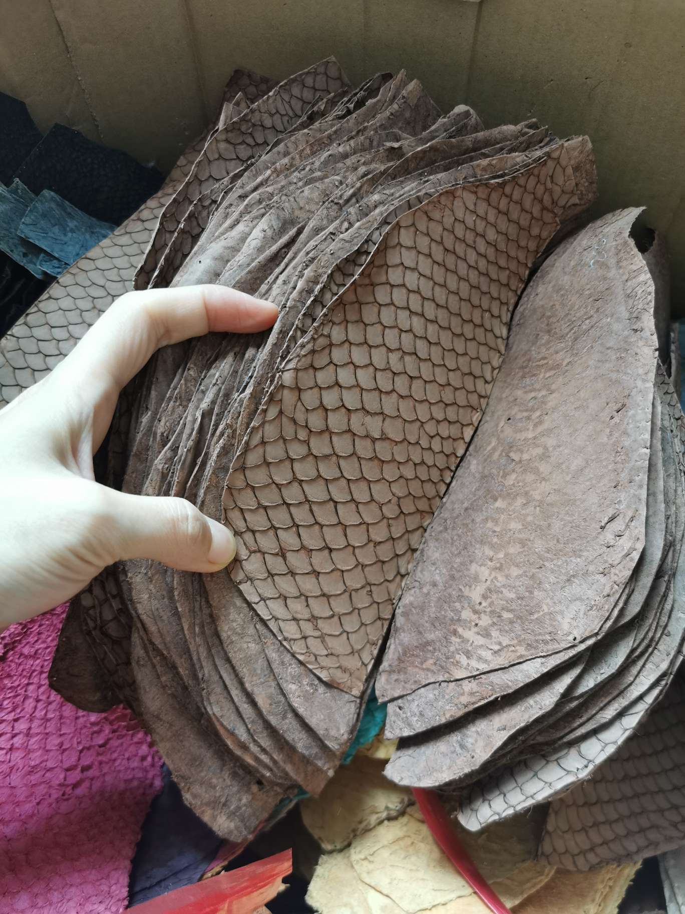 真鱼皮彩色鲤鱼详情图7