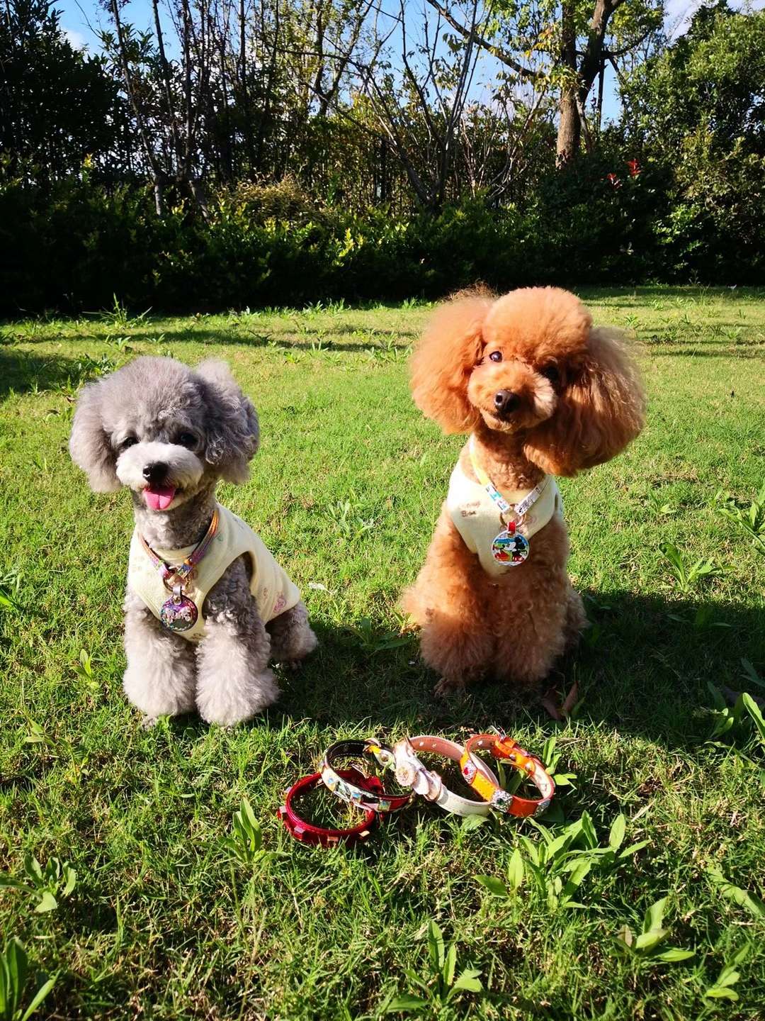 新款宠物宝宝衣服！