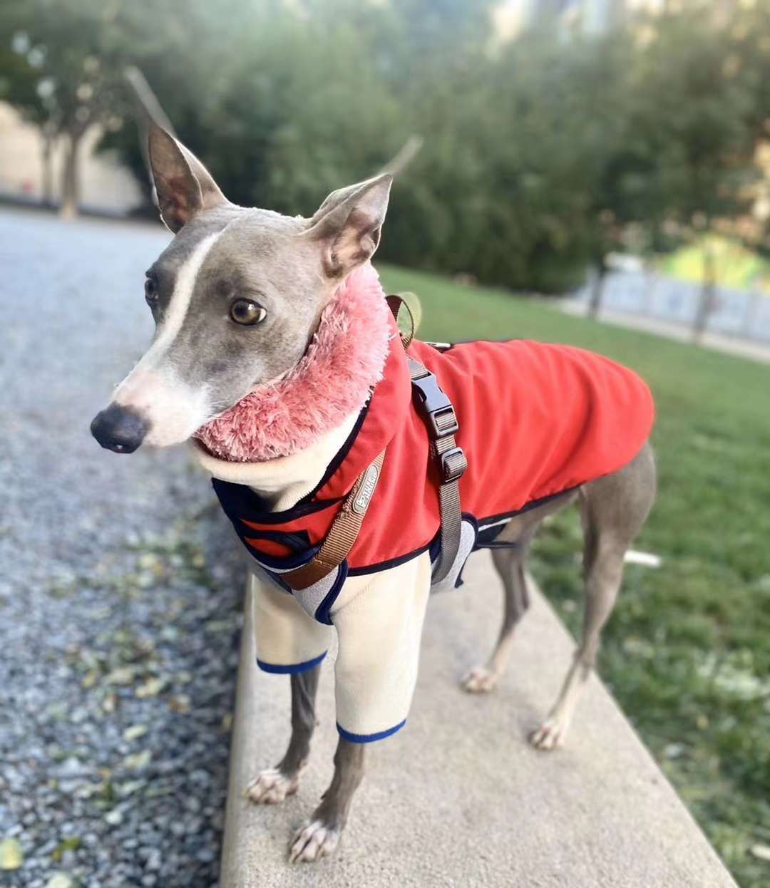 Pet baby thick padded clothes, the day is cold, quickly add thick clothes to the babies! full figure