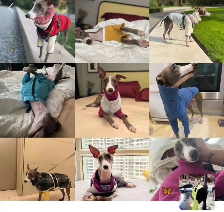 Pet baby thick padded clothes, the day is cold, quickly add thick clothes to the babies! undefined