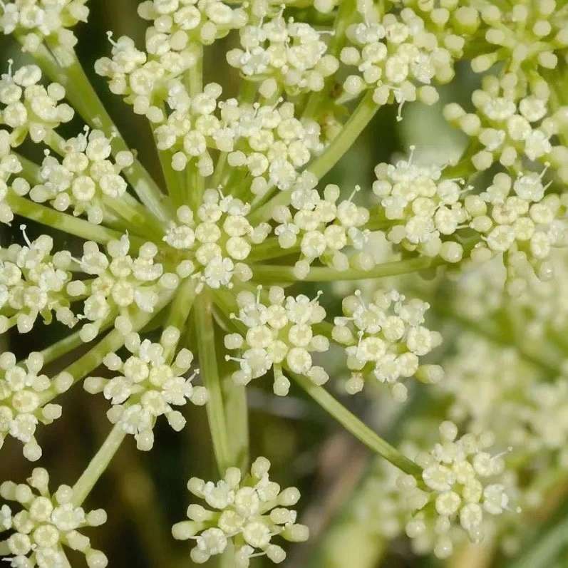 美挚颜海茴香紧塑面部按摩菁萃乳淡化痘印护肤霜详情图6