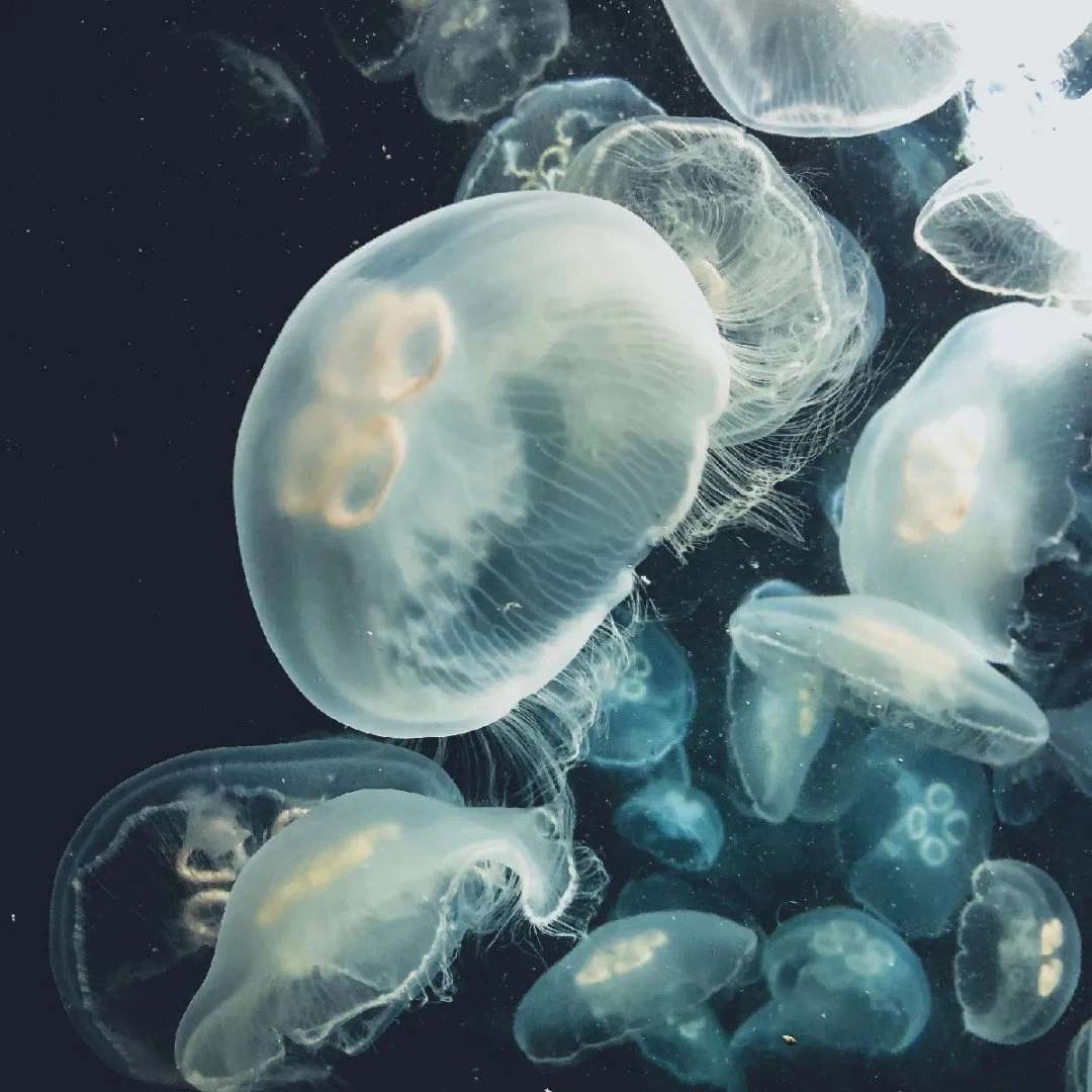 卡姿兰面霜女秋冬深层补水保湿水母沁润菁萃露护肤霜50g详情图6