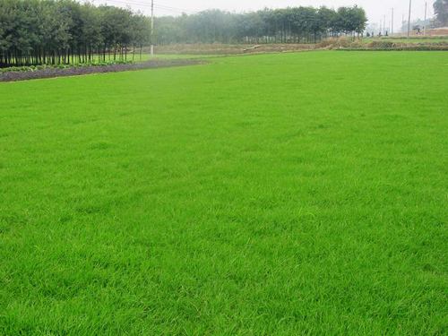 草坪网 lawn net产品图