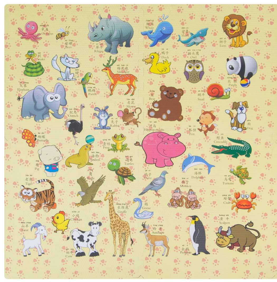 60*60动物总动员