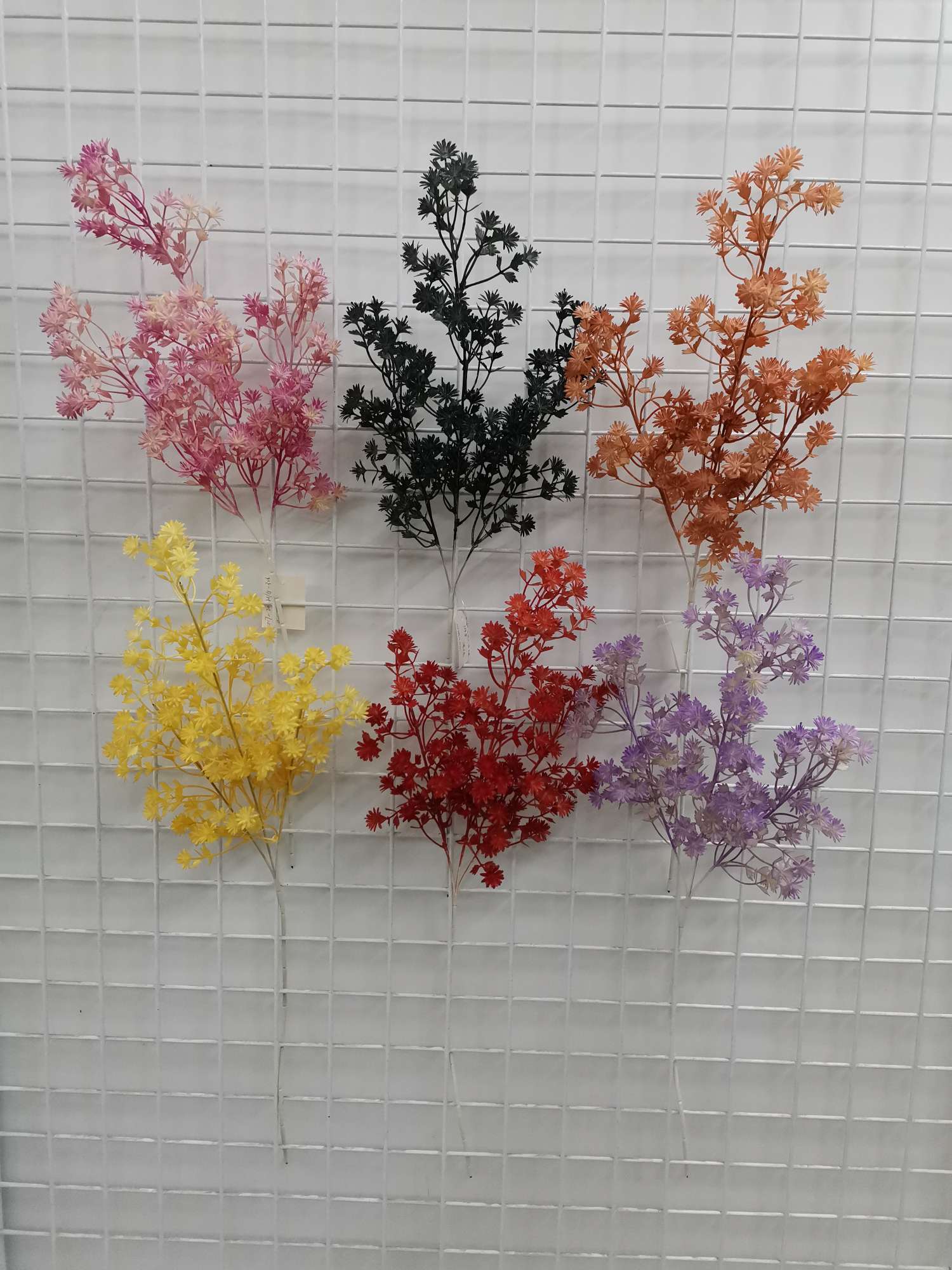 326#-023-017, Luceria trifoliata