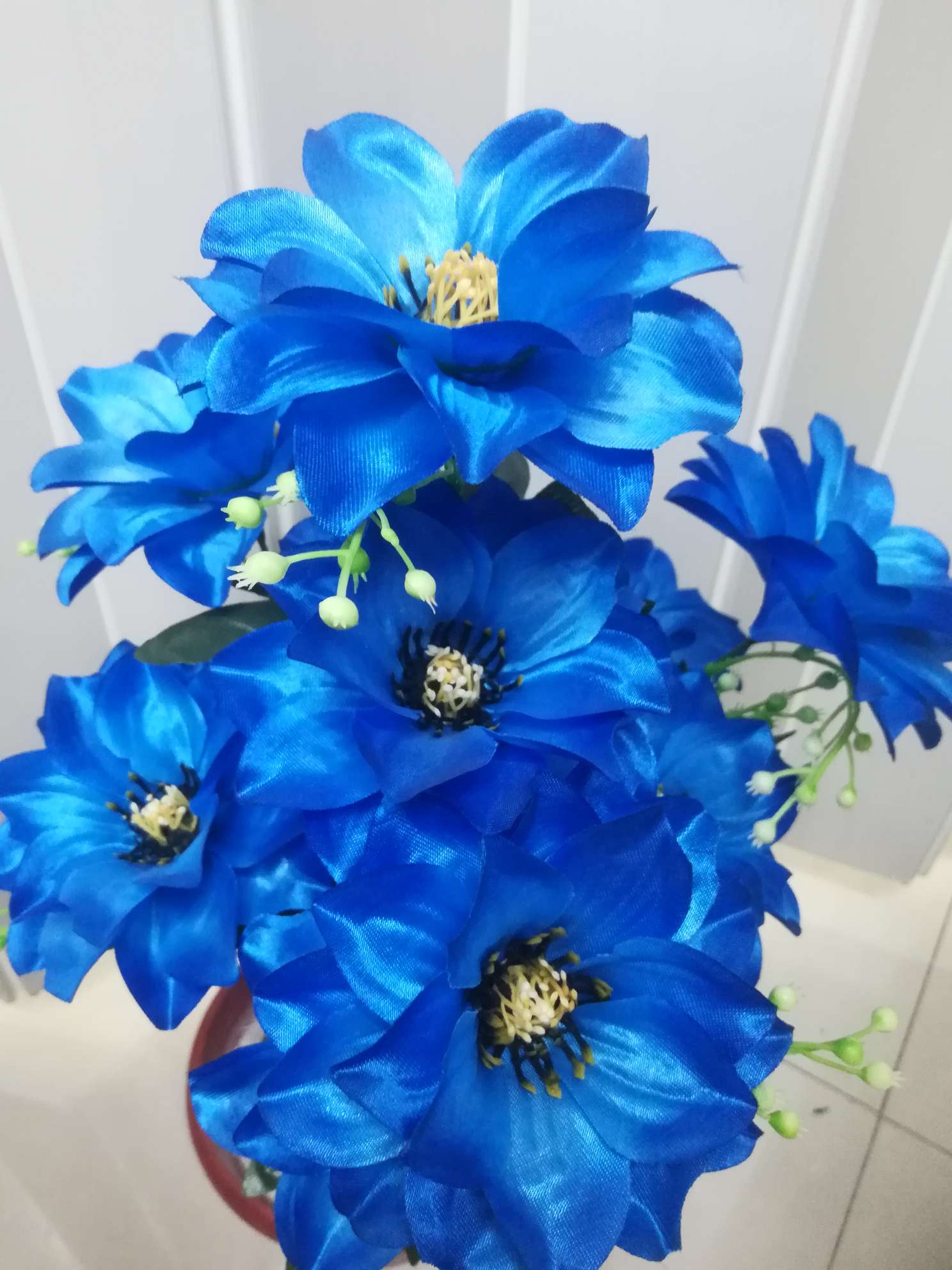东洋菊