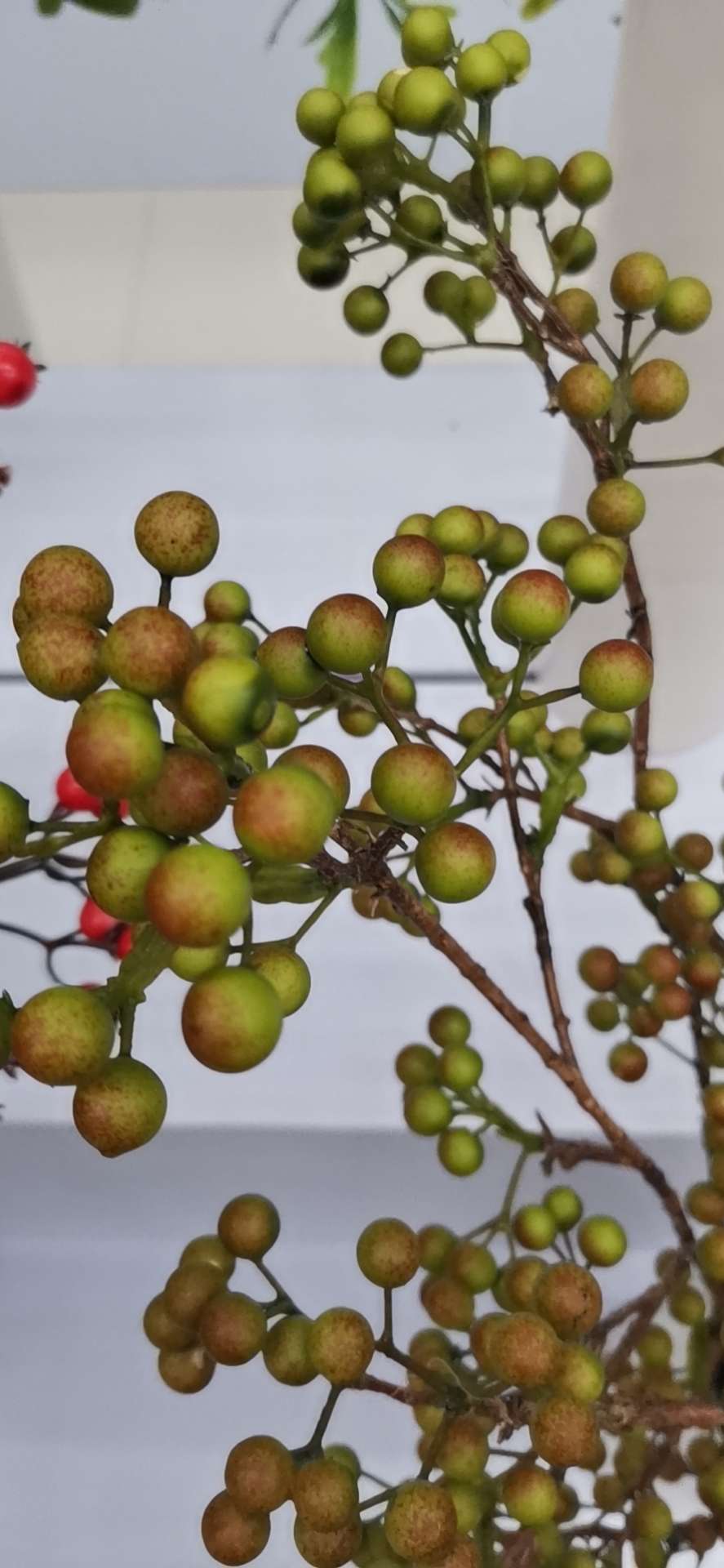 仿真迷你浆果 蓝莓果青果红果细节图