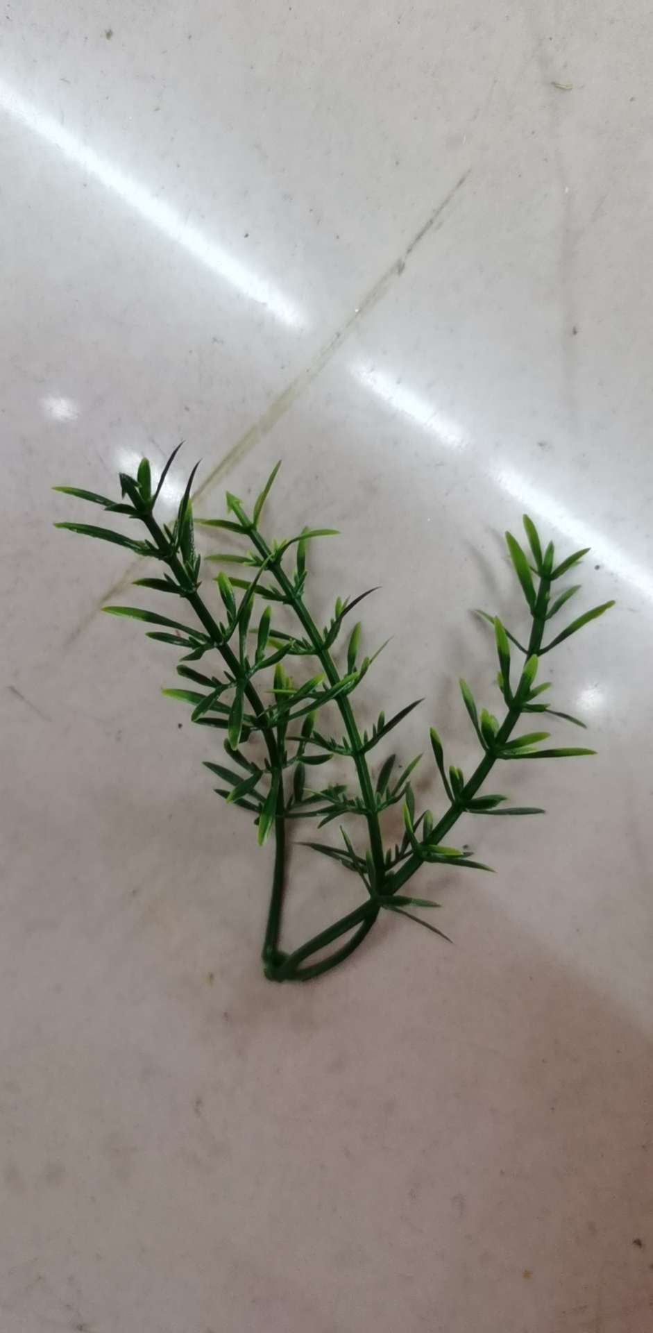 Aquatic plants thumbnail
