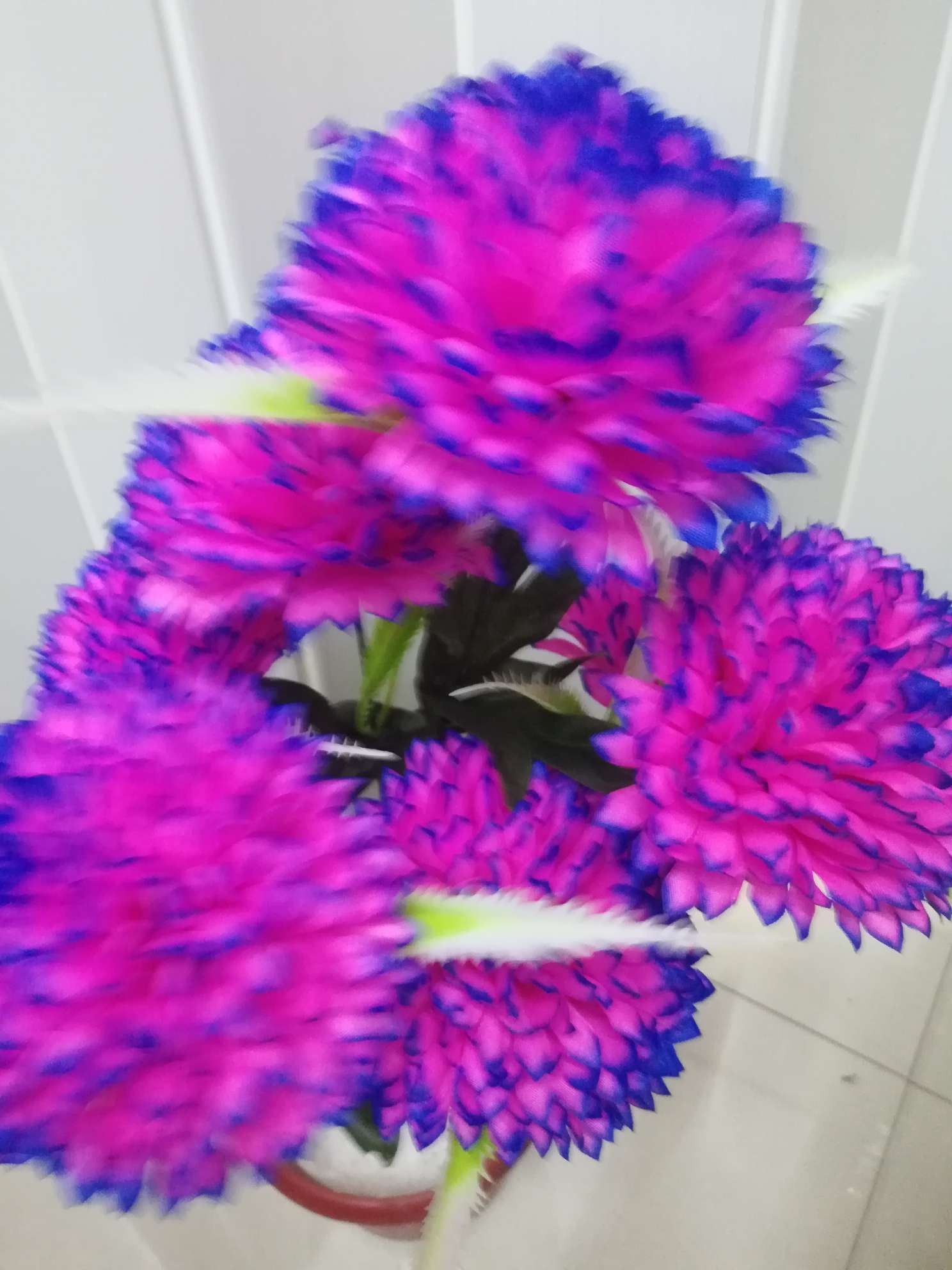 Chrysanthemum ball