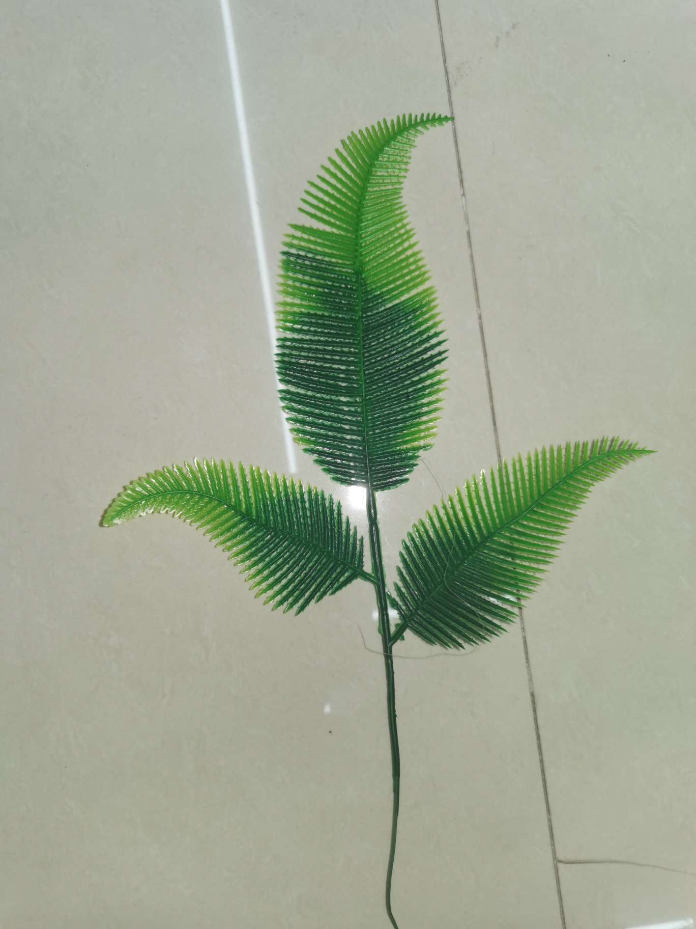 Three-pronged phoenix leaf details Picture