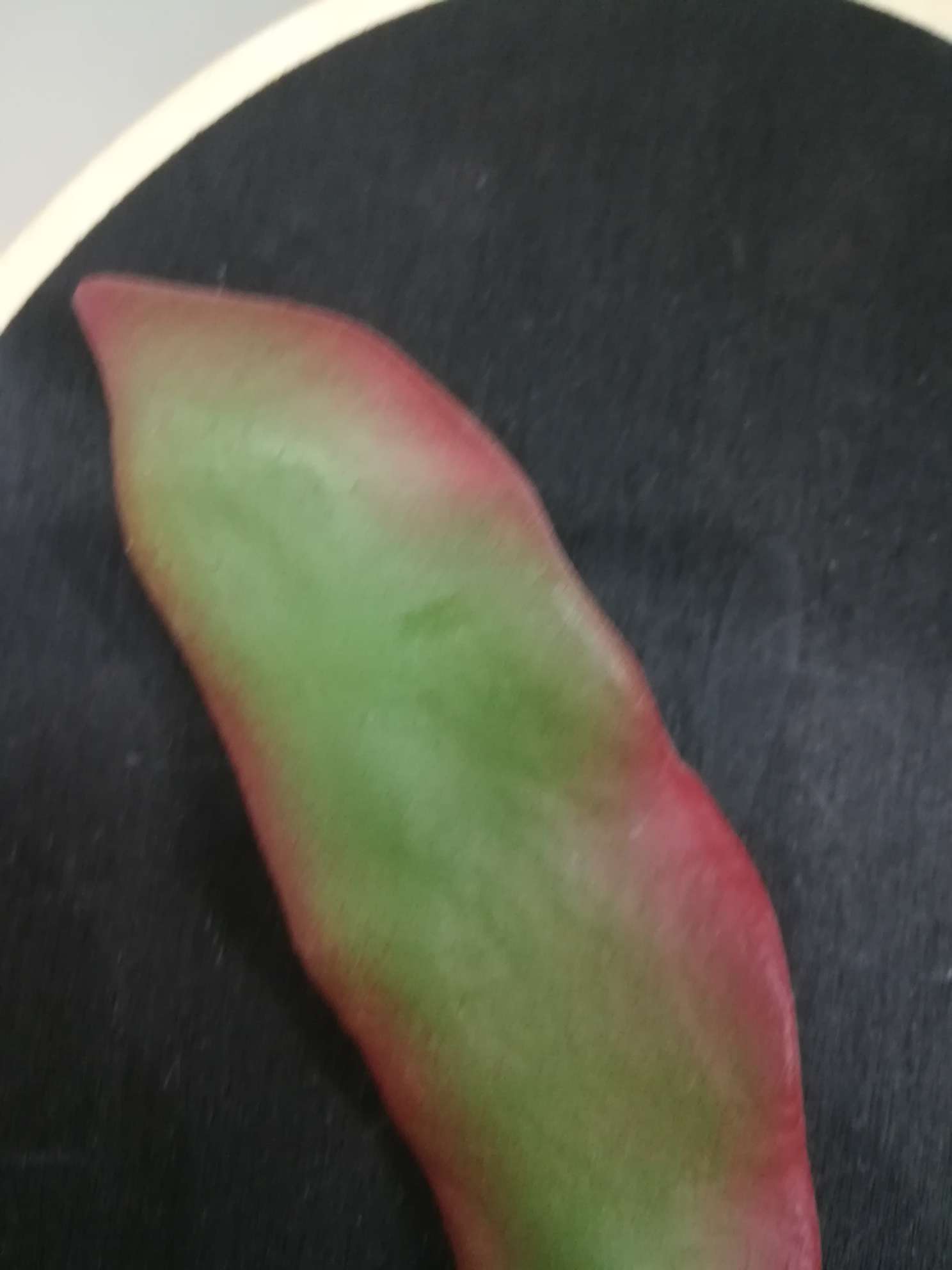 仿真扁豆工艺笔白底实物图