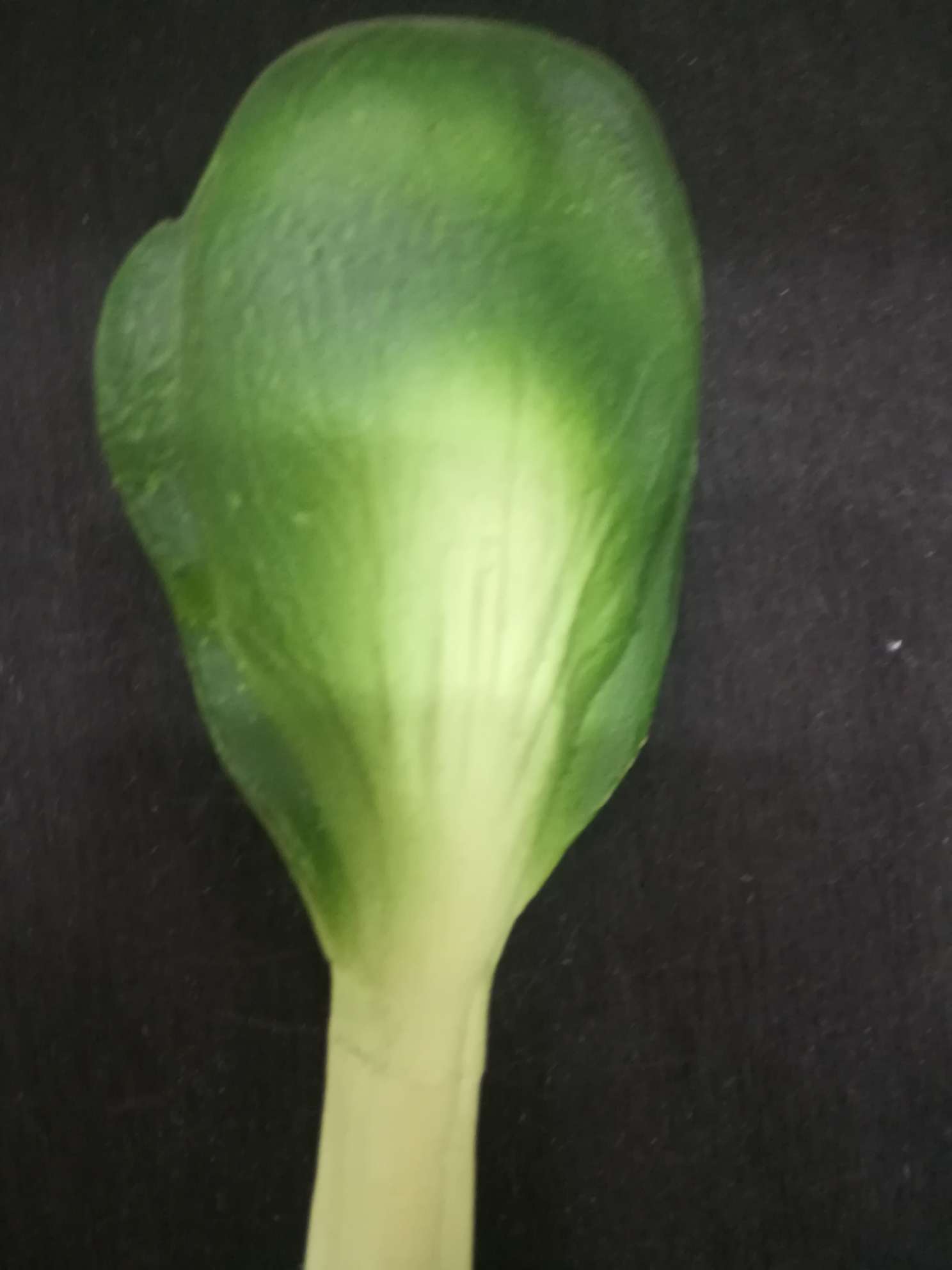 批发仿真青菜工艺笔礼品笔详情图3