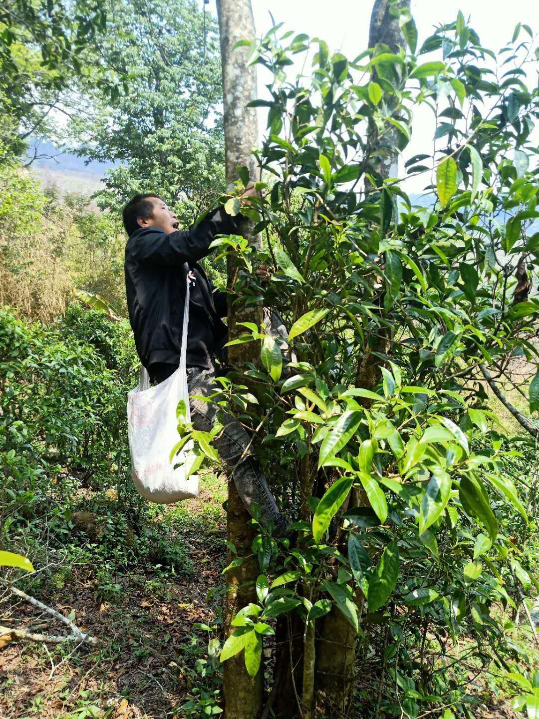 Promotional version of loose black tea from Laos, 500g per bag. 120 yuan pic 4