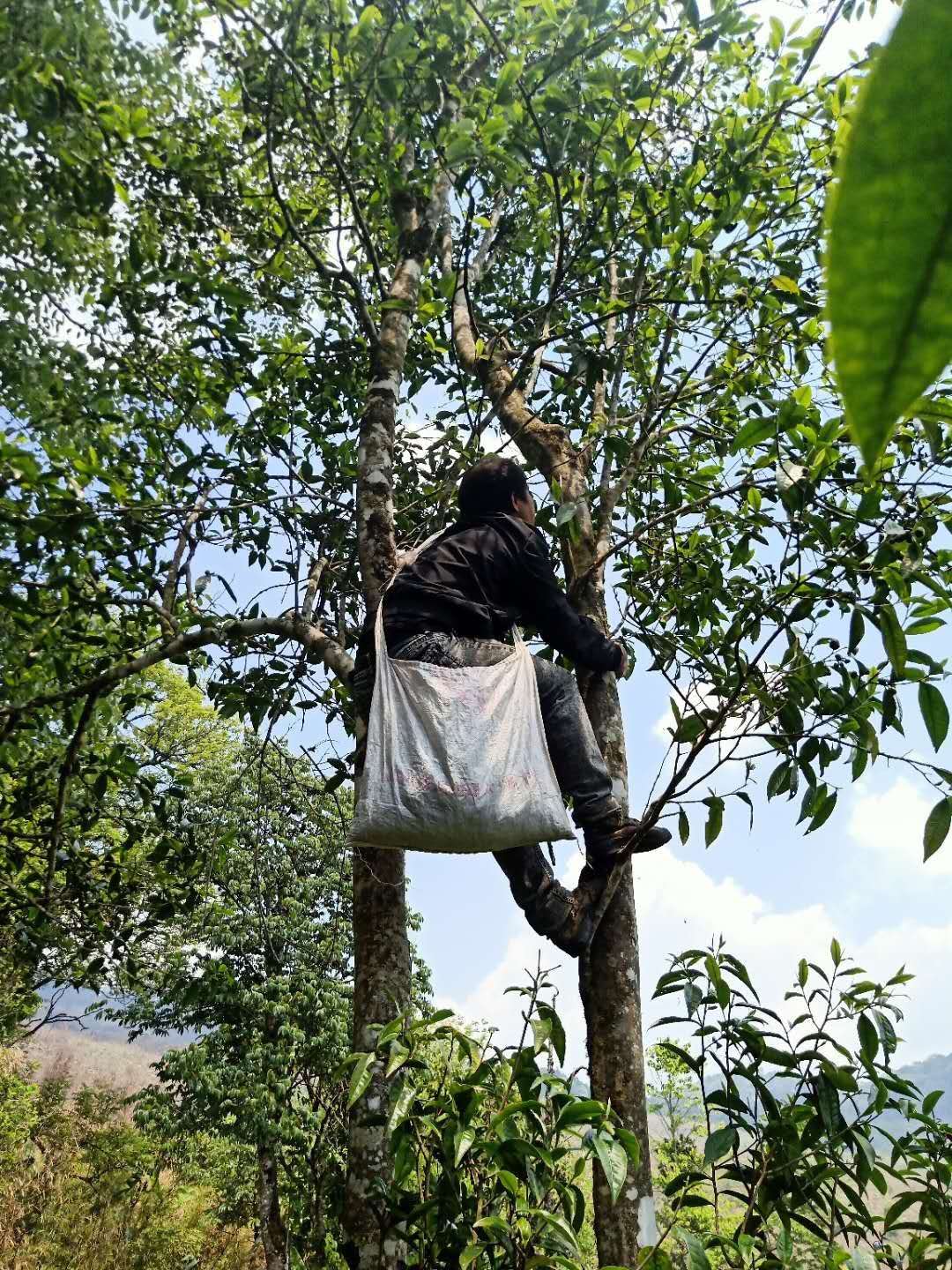 Promotional version of loose black tea from Laos, 500g per bag. 120 yuan pic 3