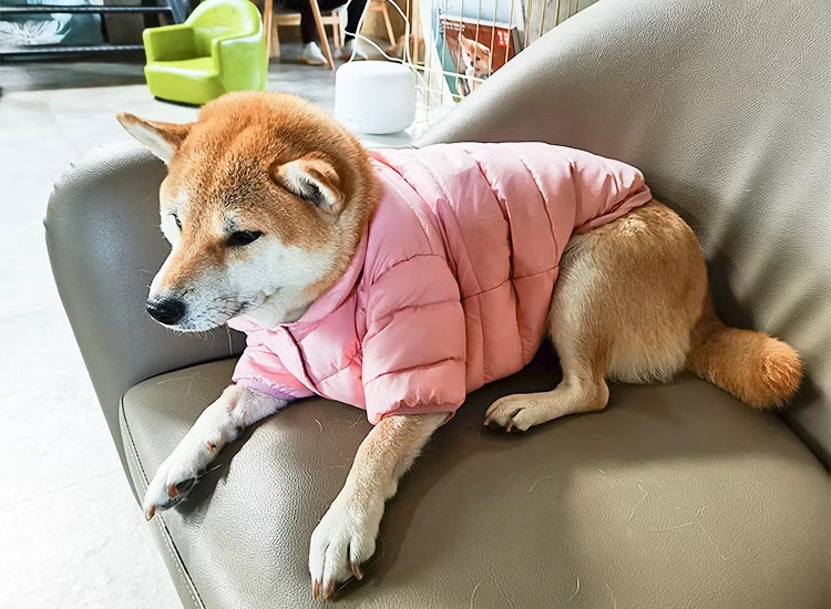 Blueport 爆款羽绒服。亲民的价格 简约的设计。三个经典色 搭配各类时尚单品都可以。详情图6