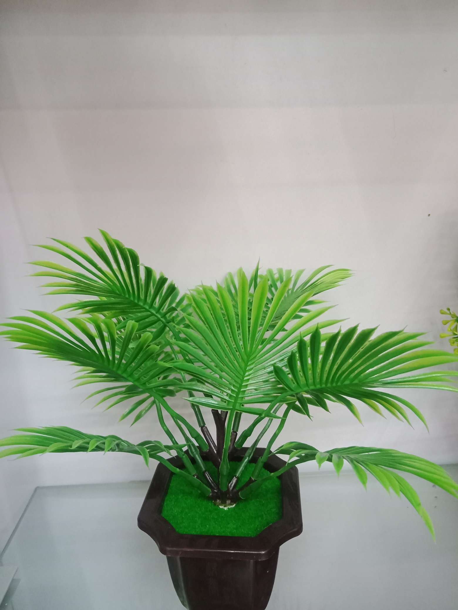 Iron fan tree