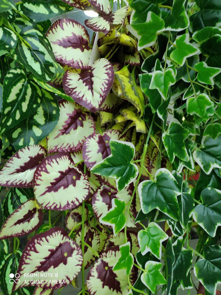 Purple Perilla