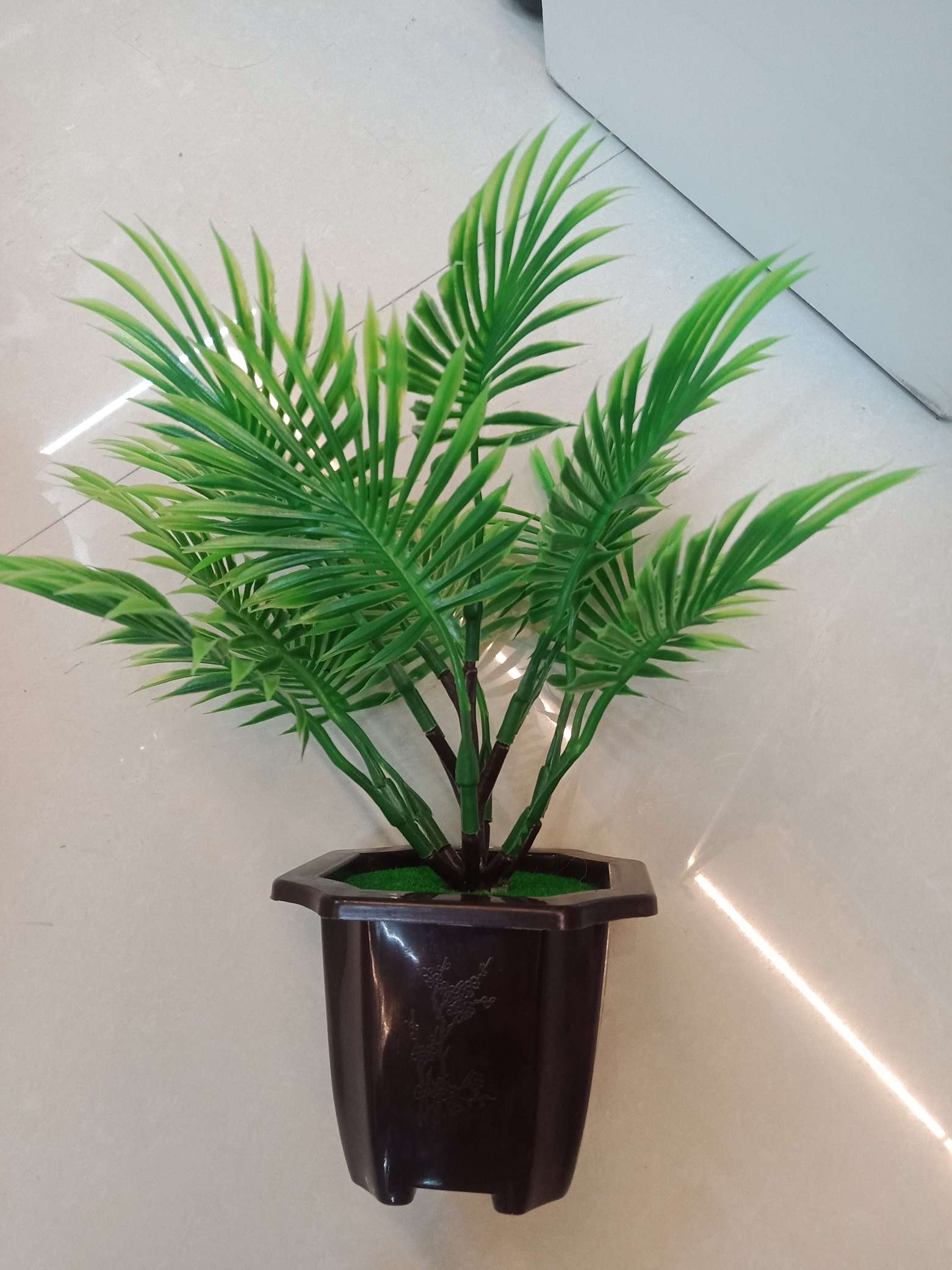 Iron fan tree Application Scenario
