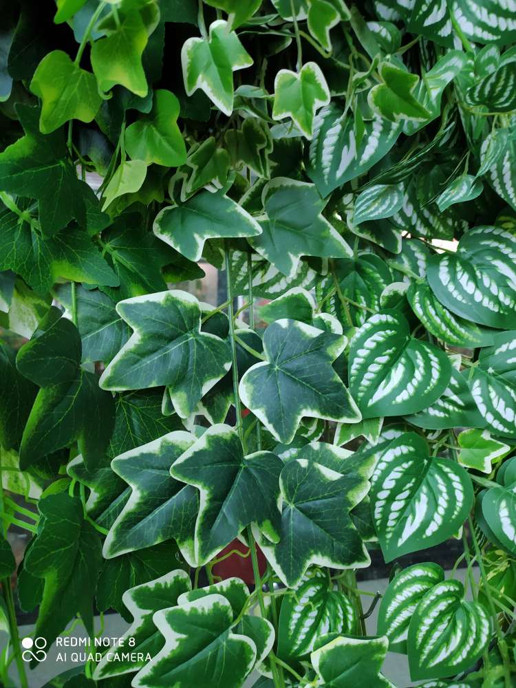 "Ground leaf"