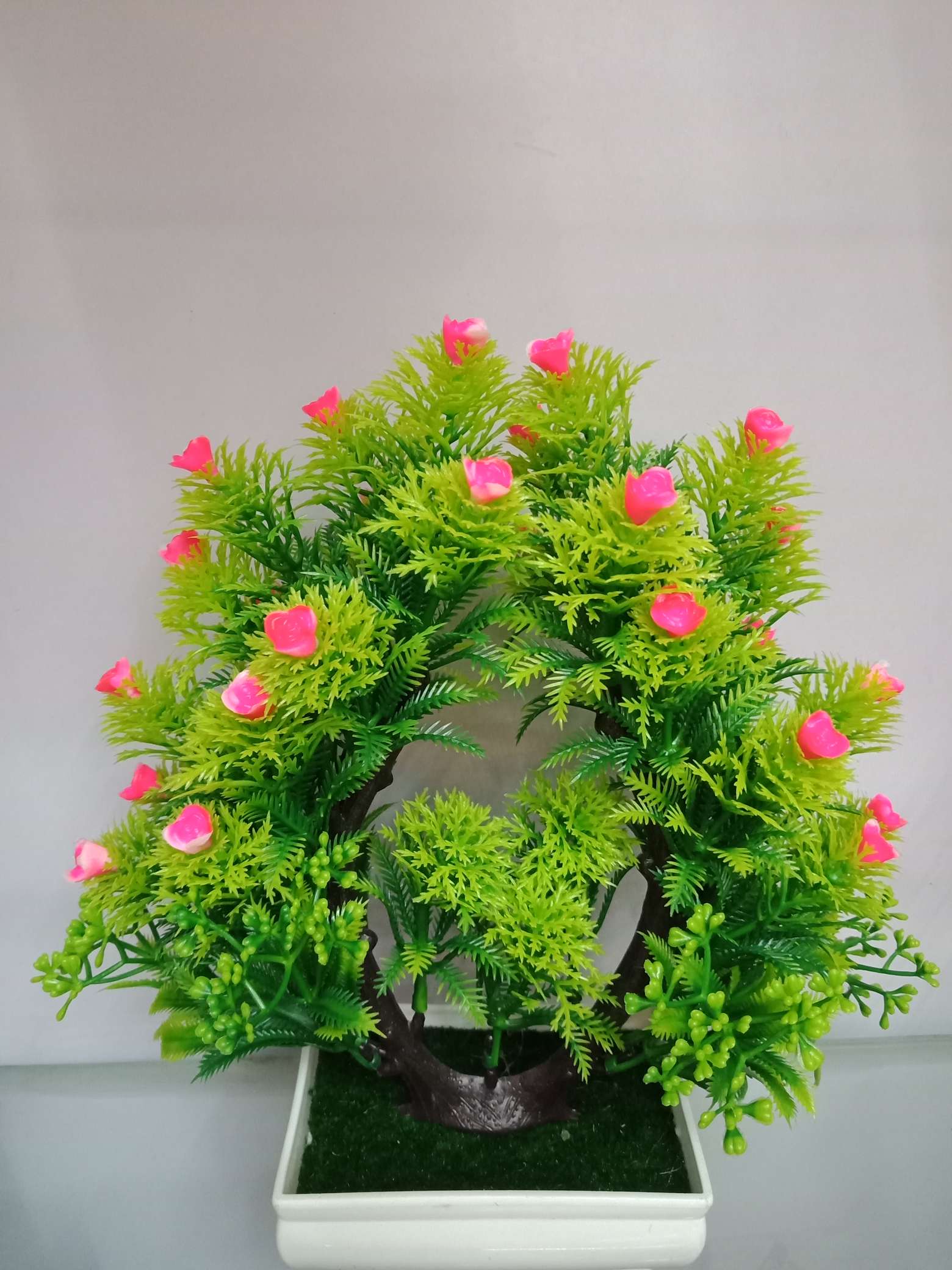Phoenix-tailed pine Specification image