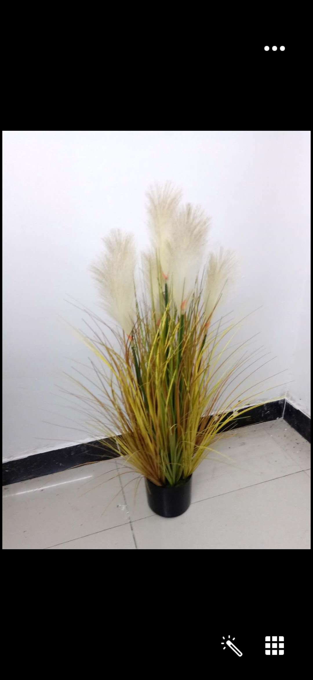 芦苇