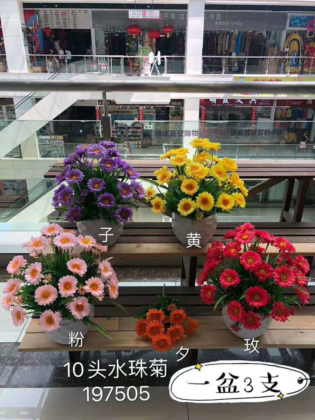 10头菊花
