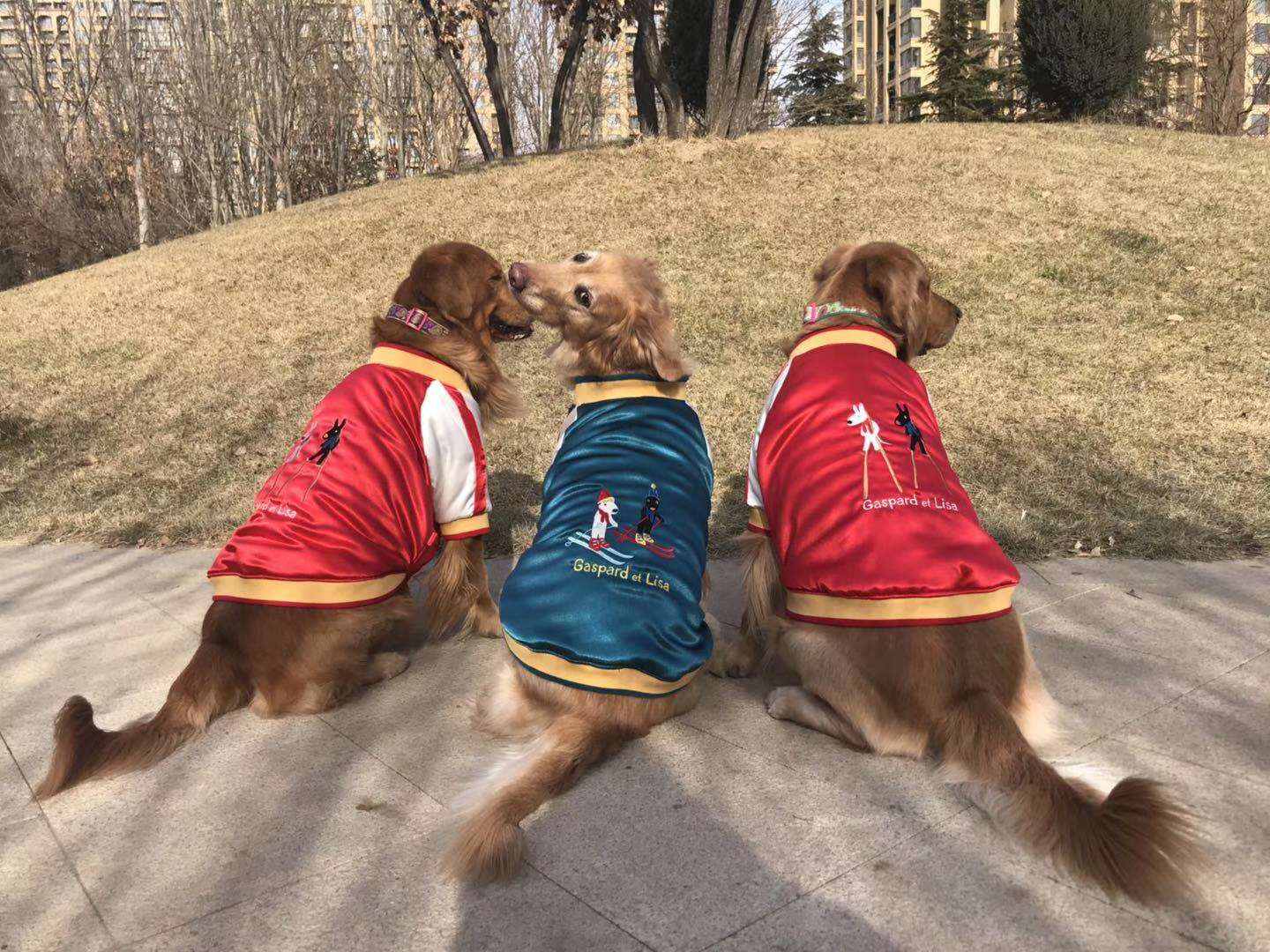 宠物狗狗新款衣服，不同品种的狗狗穿上咱家的衣服各有各的风格！