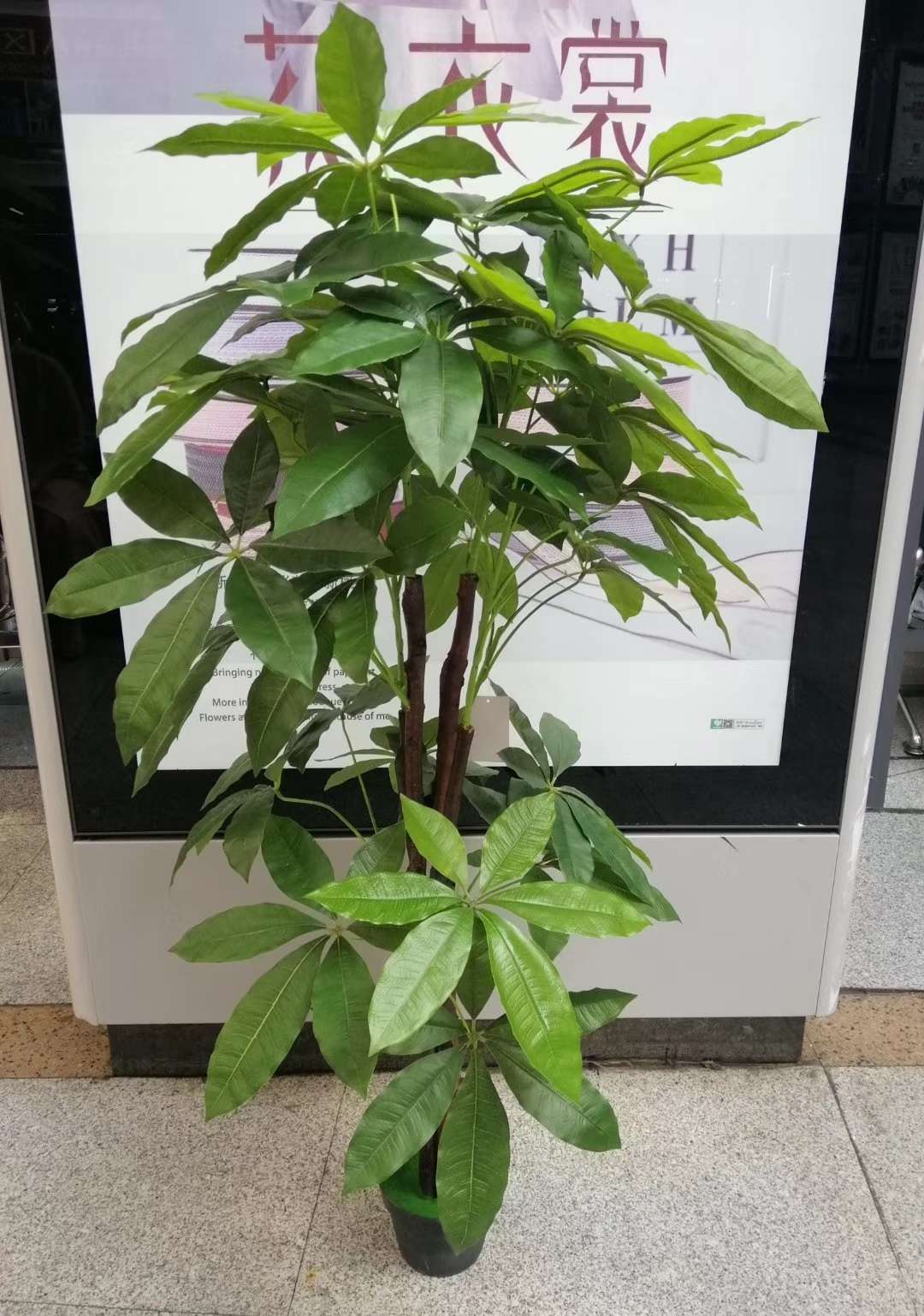 1.8米仿真植物装饰客厅摆件家居饰品
富贵发财树 好运来 带盆