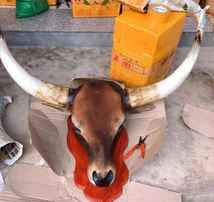 非洲黄牛头挂件 真皮动物头部标本  工艺品摆件仿真动物装饰品