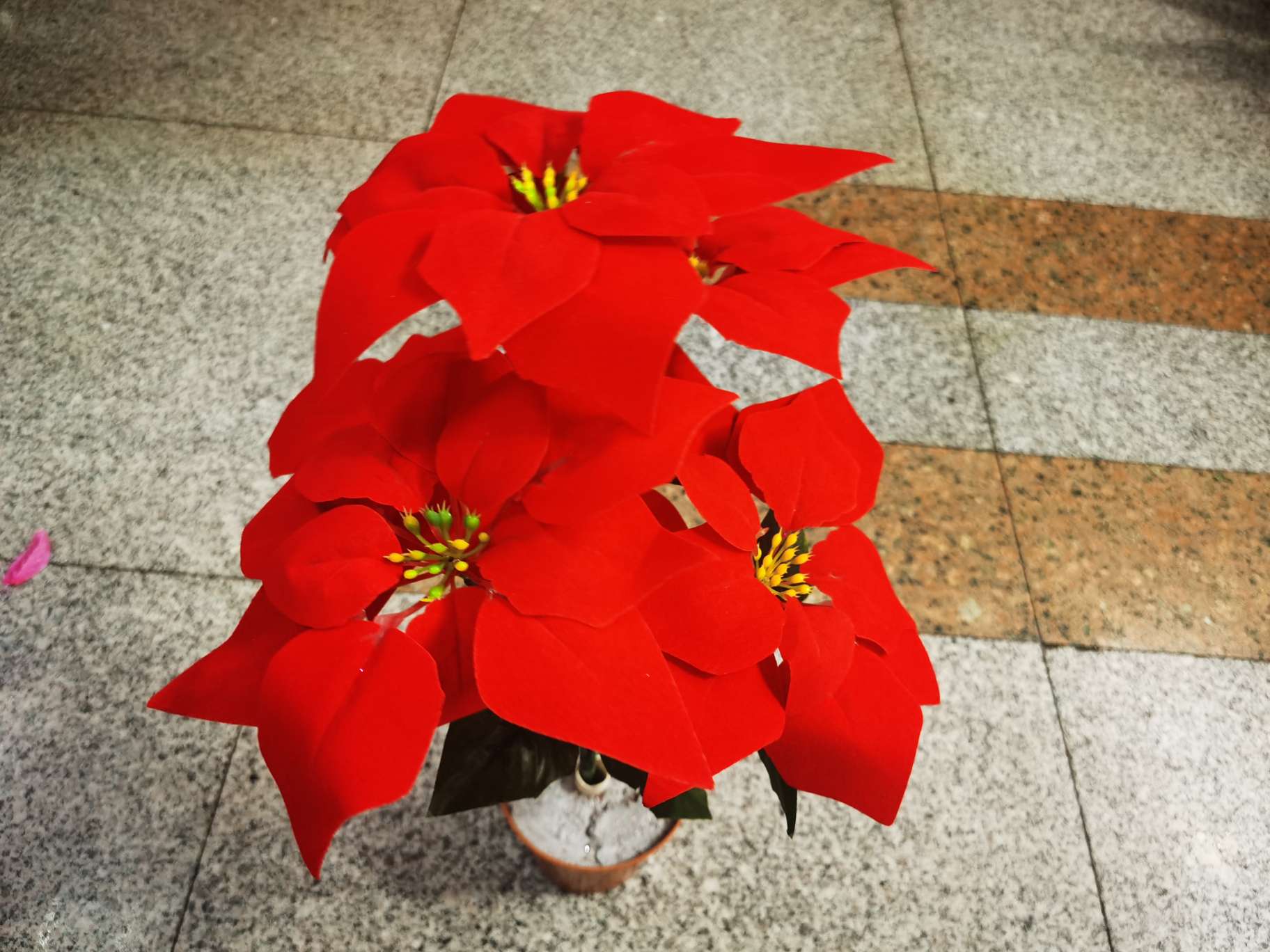 7头鲜红绒布
