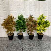 Plastic bonsai